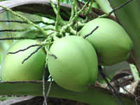 Cocos nucifera